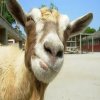 Avatar for goatbreath
